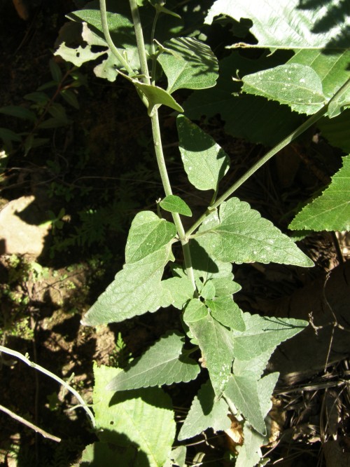 Plant Image